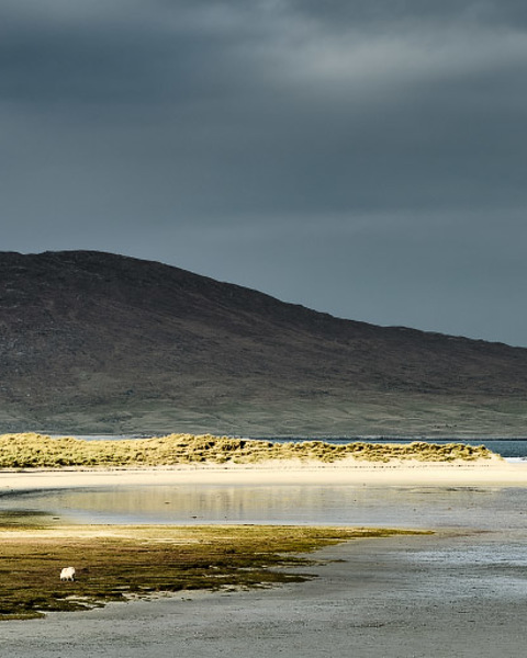 Lone Sheep & Two Walkers - Harris