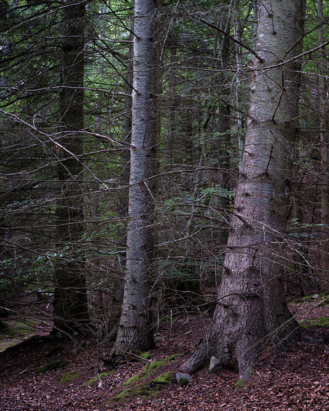 A Wood Near Pluscarden