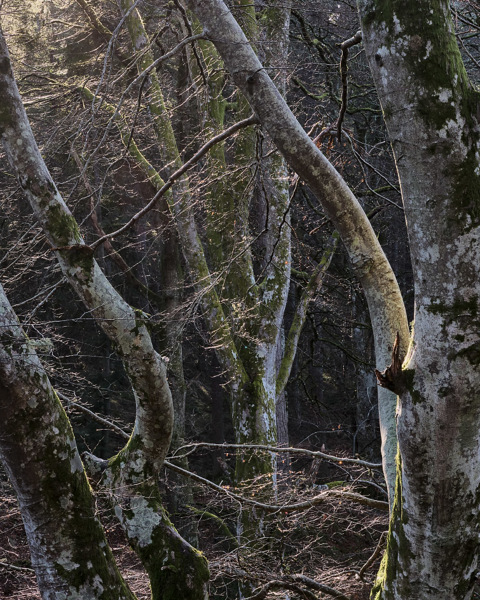 Winter sun on Birch