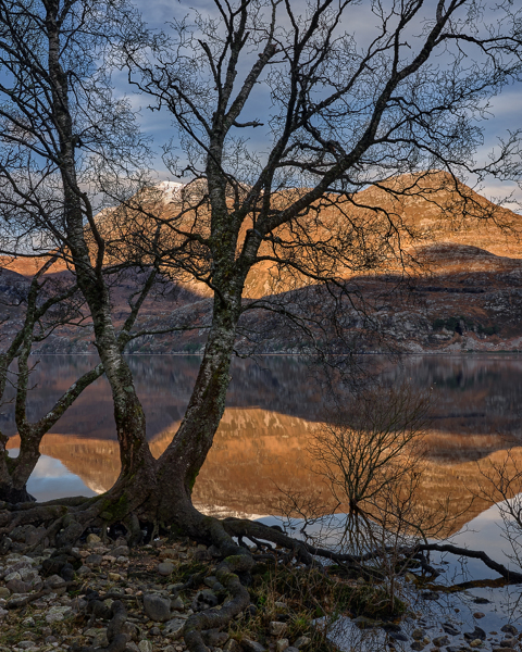 Lochside Birch.