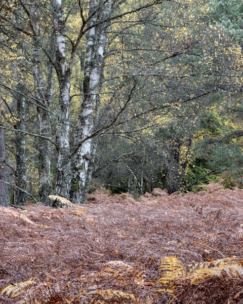 Bracken River