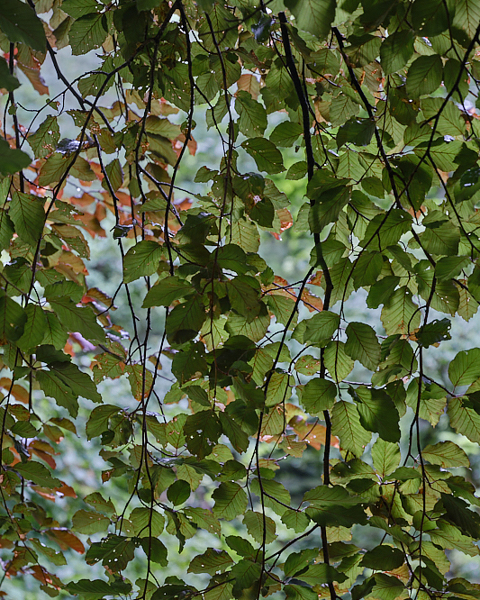 Beech Leaves - Summer