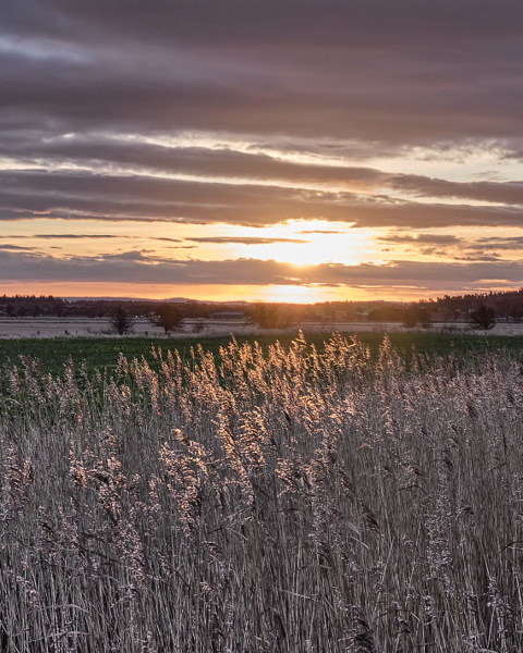 Sun On Reeds