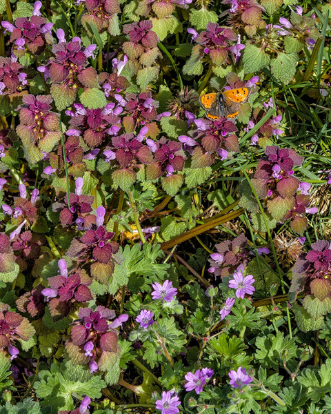 The Small Copper