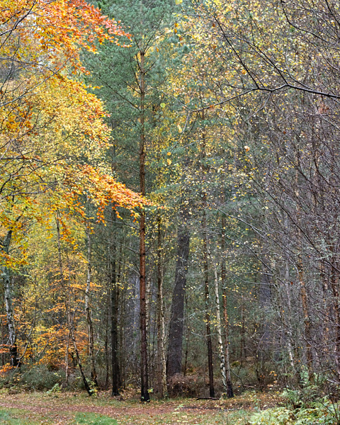 Culbin 103 - Autumn Birches