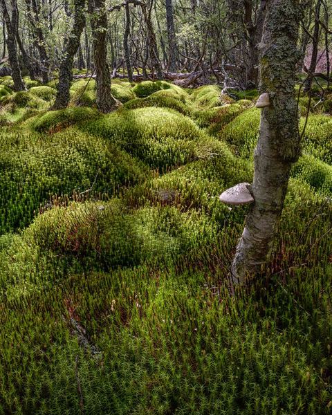 Birch Bracket And Moss