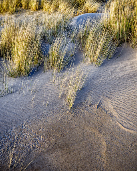 Dune Study No 2