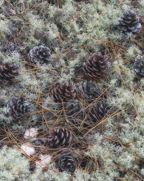 Cones At Culbin