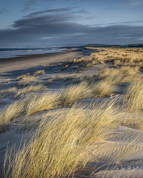 Marram And Dunes (wide)