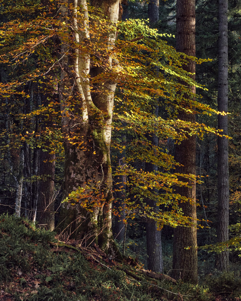 Autumn, Late Afternoon.