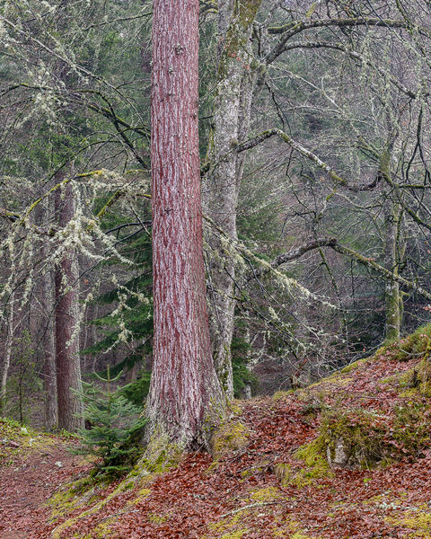 Redwood - Logie