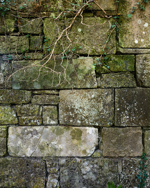 Ivy On Stone