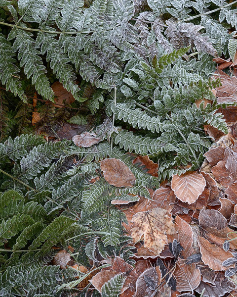 Frosted Leaves And Bracken