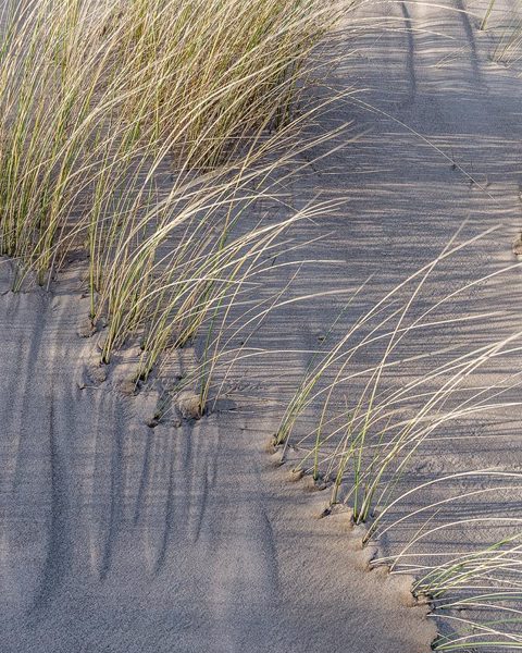 Dune Study No 1