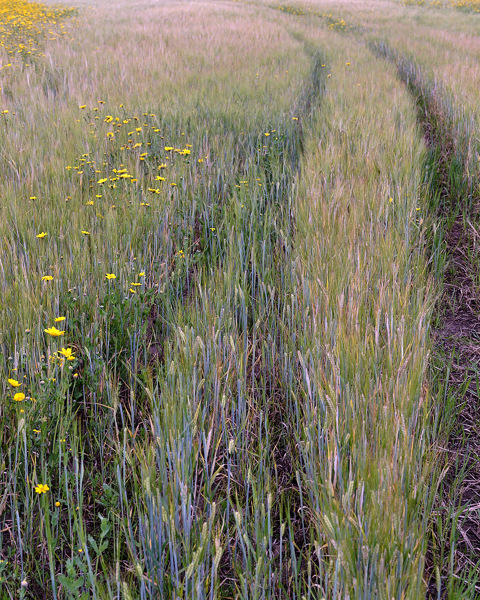 Through A Field