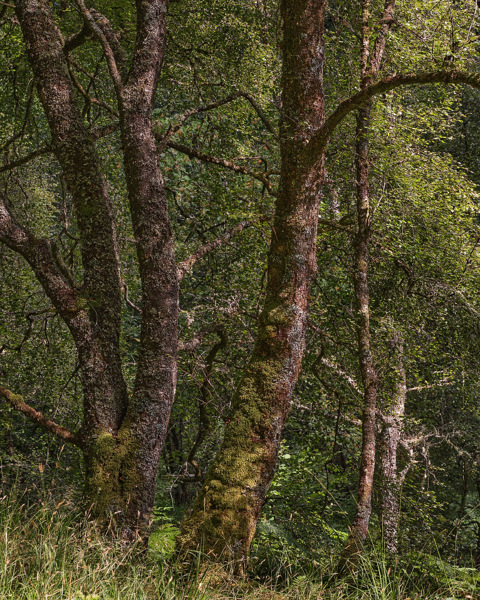 Oak, light sun.