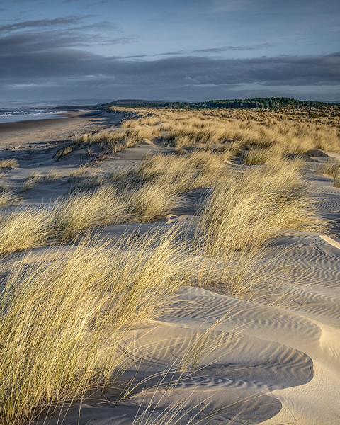 Marram And Dunes