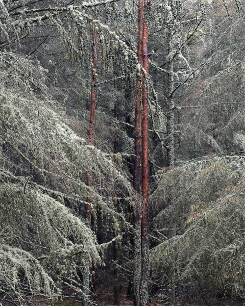 After Rain - Lichen On Larch