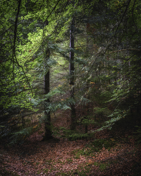 First Leaves of Autumn