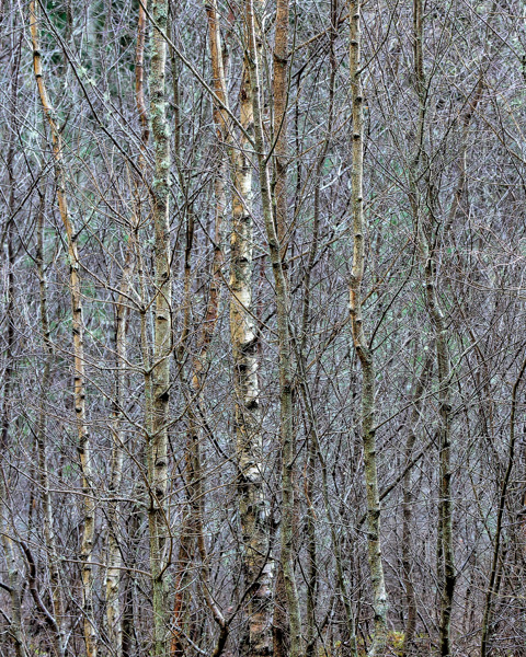 Silver Saplings