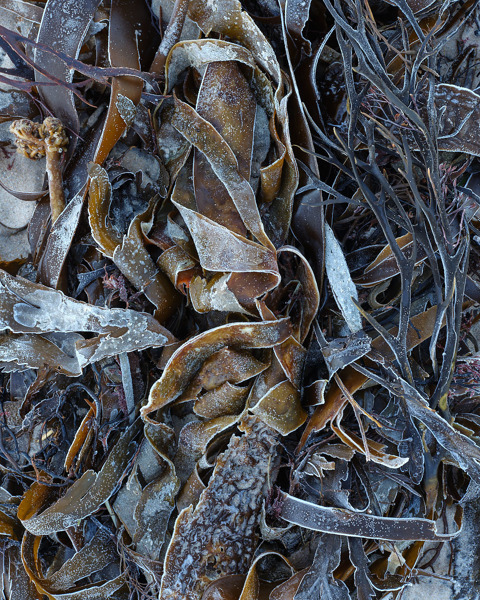 Frosted Seaweed