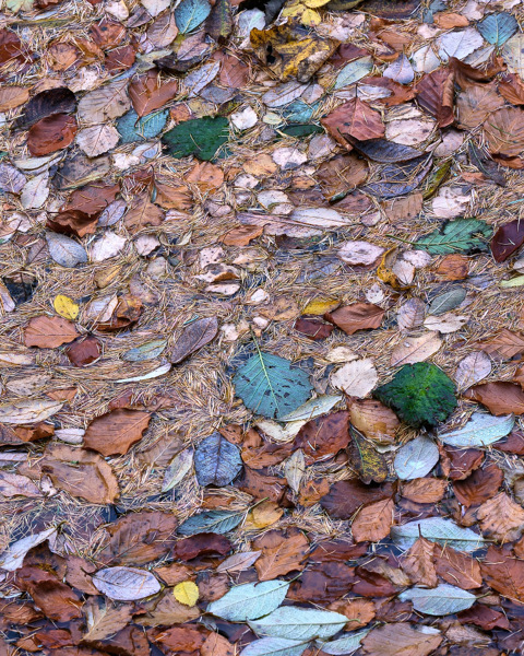 Pond Litter - November