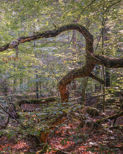 Fallen Branch