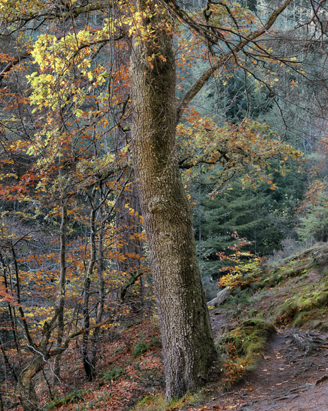 Proud Oak