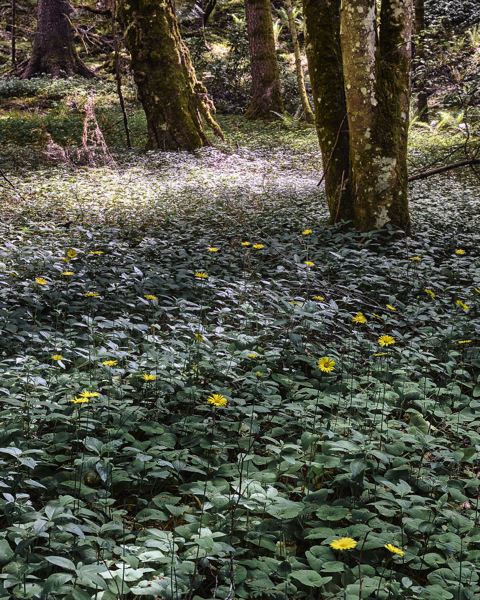 Forest Light