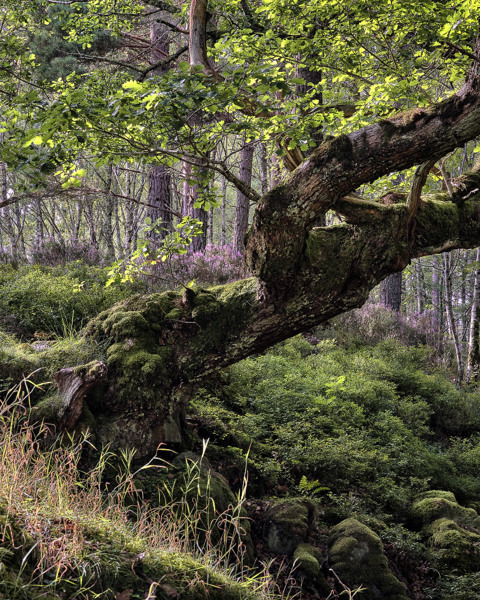 Weathered Oak - Summer